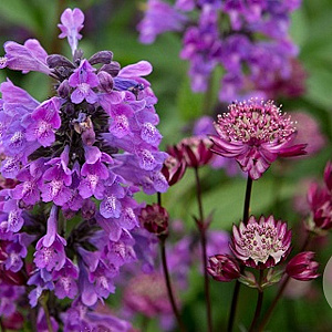 Nepeta 'Weinheim Big Blue' GM P9