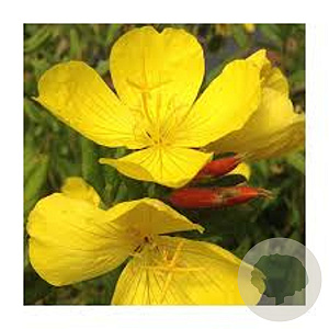 Oenothera pilosella 'Yella Fella' GM P9