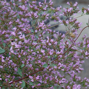 Origanum laevigatum 'Aromatico' GM P9