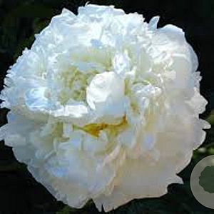 Paeonia (LD) 'Marie Lemoine' GM  P11