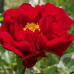 Paeonia (HH) 'The Mackinac Grand' GM  P11