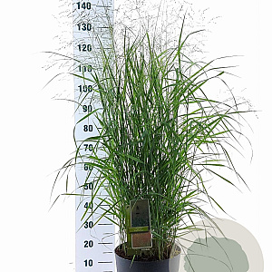 Panicum virgatum 'Prairie Sky' 60-120 cm 12L