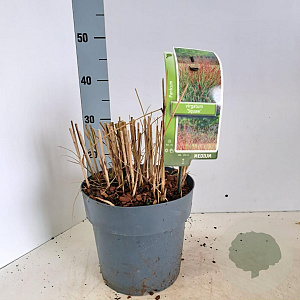 Panicum virgatum 'Squaw' 60-90 cm 6,5L