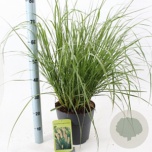 Pennisetum alopecuroides 30-40 cm 6,5L
