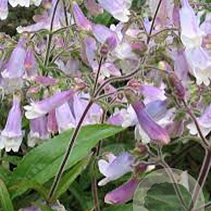 Penstemon hirsutus GM P9