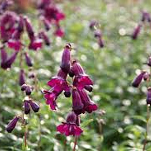 Penstemon 'Raven' GM P9