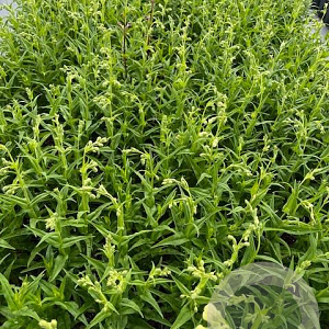 Penstemon 'White Bedder' GM 2,0L