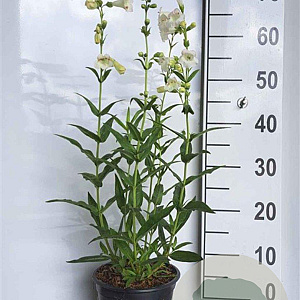 Penstemon 'White Bedder' GM 2,0L