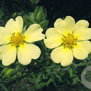 Potentilla recta 'Sulphurea' GM P9