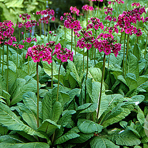 Primula bulleesiana GM P9