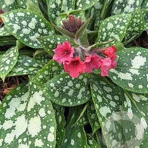Pulmonaria 'Shrimps on the Barbie' GM P9