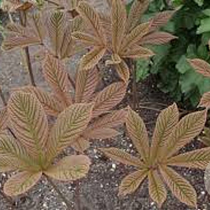 Rodgersia 'Joop Ploeger' GM P9
