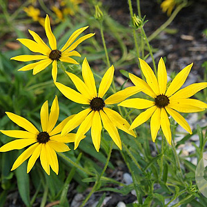 Rudbeckia missouriensis GM P9