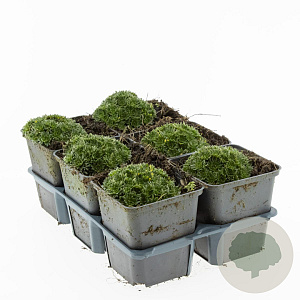 Saxifraga 'White Pixie' GM P9