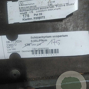 Schizachyrium scoparium GM P9