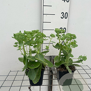 Sedum 'Herbstfreude' GM P9