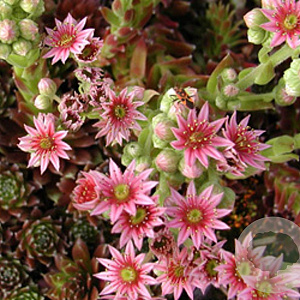 Sempervivum 'Silberkarneol' GM P9