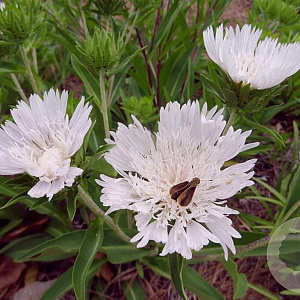 Stokesia laevis 'Träumerei' GM P9