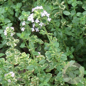 Thymus 'Culinary Lemon' GM P9