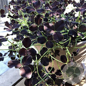 Trifolium repens Dark Debbie GM P9