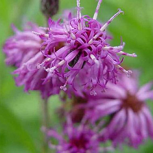 Vernonia crinita 'Betty Blindeman' GM P9