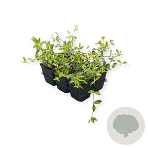 Vinca minor Illumination GM P9