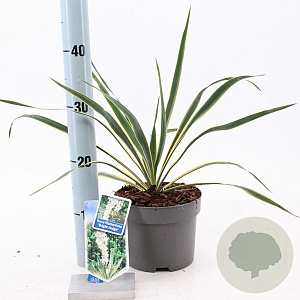 Yucca filamentosa 'Bright Edge' 20-30 cm 2,0L