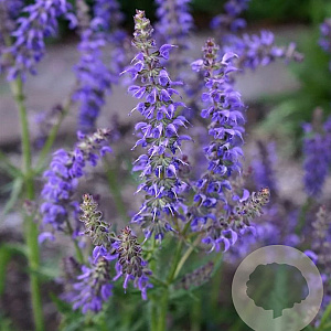 Salvia Feathers Peacock GM P9