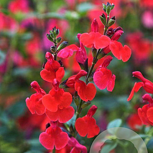 Salvia 'Royal Bumble' 20-25 cm 2,5L