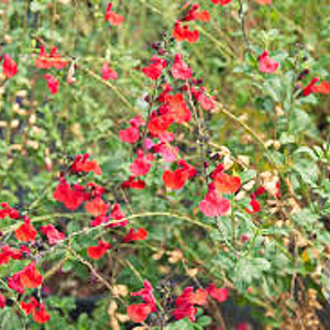 Salvia 'Royal Bumble' GM P9