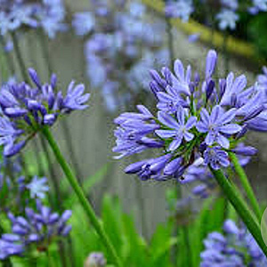 Agapanthus 'Blue Umbrella' GM P9
