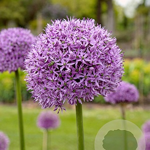 Allium 'Gladiator' GM  P11