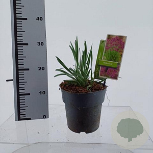 Allium 'Millenium' 20-25 cm 2,0L