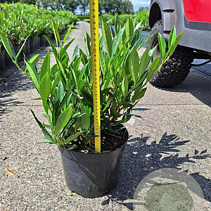 Prunus l. 'Otto Luyken' 30-40 cm 5,0L