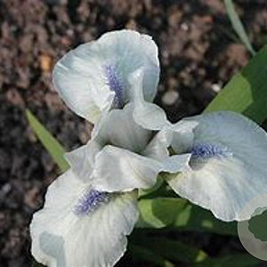 Iris (P) 'Westar' GM P9