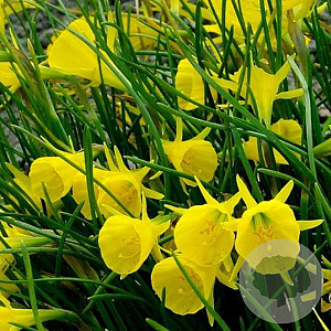 Narcissus (bul) Golden Bells Hybr. GM P9