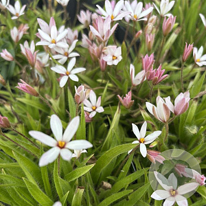 Rhodoxis Summer Stars Peppermint GM P9