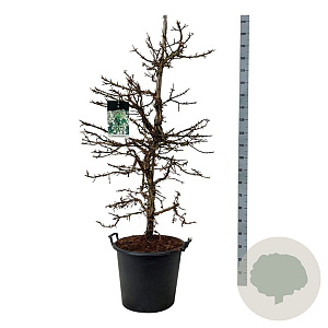 Hydrangea petiolaris 150-175 cm cont. 55L extra