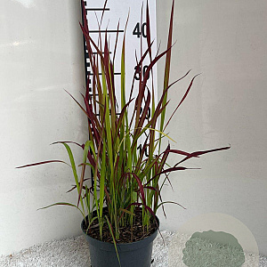 Imperata cylindrica 'Red Baron' GM 2,0L
