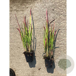 Imperata cylindrica 'Red Baron' GM P9