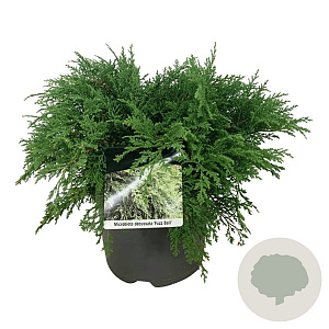 Microbiota decussata 'Fuzzball' 50-60 cm 7,5L