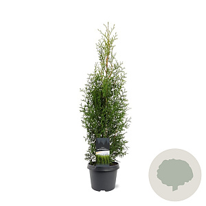 Thuja occidentalis 'King of Brabant' 60-80 cm 3,0L