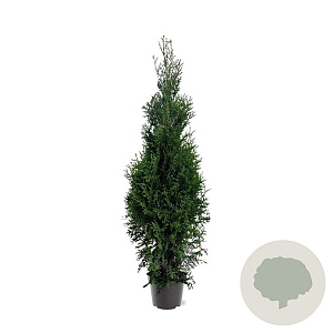 Thuja occidentalis 'King of Brabant' 125-150 cm 7,5L