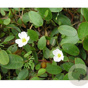 Alisma natans GM M23