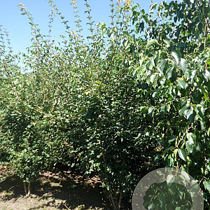 Acer campestre 350-400 cm draadkluit 2 stam