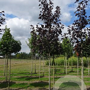 Acer plat. 'Royal Red' 12-14 HO draadkluit 180 cm stam