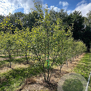 Amelanchier lamarckii 300-350 cm draadkluit meerstammig