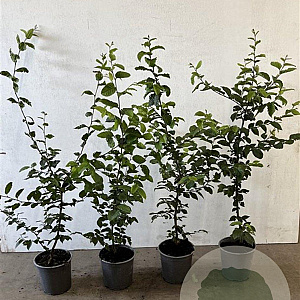 Carpinus betulus 60-80 cm 2,5L