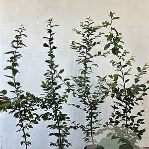 Carpinus betulus 80-100 cm 2,5L