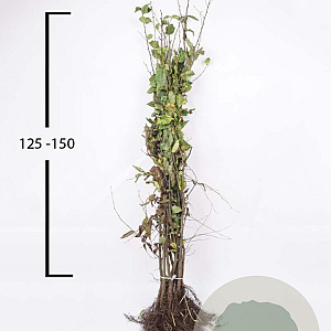 Carpinus betulus 125-150 cm wortelgoed